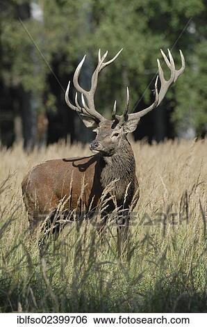 "Red deer (Cervus elaphus), state game reserve, Lower Saxony, Germany, Europe" View Large Photo Image Stock Photograph - "Red deer (Cervus elaphus), state game reserve, Lower Saxony, Germany, Europe". Fotosearch