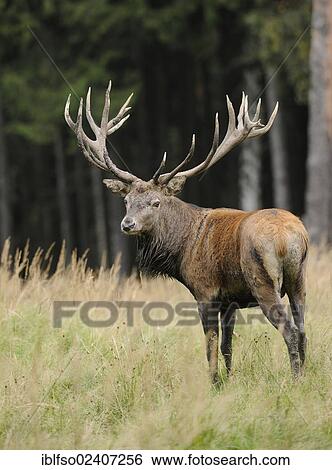 "Red Deer (Cervus elaphus), state game reserve, Lower Saxony, Germany, Europe" View Large Photo Image Stock Photograph - "Red Deer (Cervus elaphus), state game reserve, Lower Saxony, Germany, Europe". Fotosearch