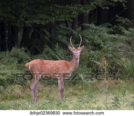 Red Deer (Cervus elaphus) View Large Photo Image Stock Image - Red Deer (Cervus elaphus). Fotosearch