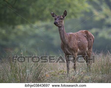 "Red Deer (Cervus elaphus), Sainte-Croix Zoo, Lorraine region, France, Europe" View Large Photo Image Stock Photo - "Red Deer (Cervus elaphus), Sainte-Croix Zoo, Lorraine region, France, Europe". Fotosearch