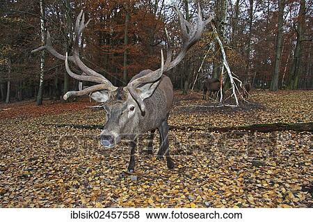 Red deer (Cervus elaphus) View Large Photo Image Stock Photo - Red deer (Cervus elaphus). Fotosearch