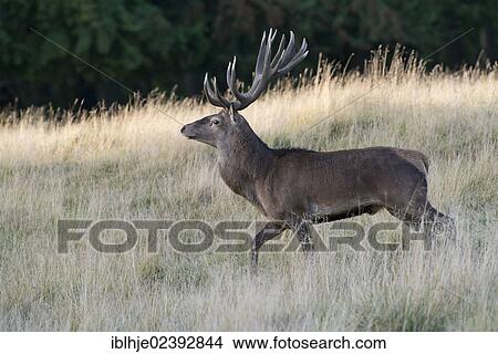 "Red Deer (Cervus elaphus), Texel, The Netherlands, Europe" View Large Photo Image Picture - "Red Deer (Cervus elaphus), Texel, The Netherlands, Europe". Fotosearch