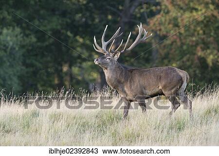 "Red Deer (Cervus elaphus), Texel, The Netherlands, Europe" View Large Photo Image Stock Image - "Red Deer (Cervus elaphus), Texel, The Netherlands, Europe". Fotosearch