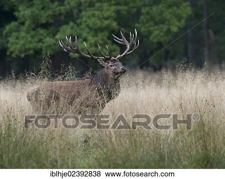Stock Photo - "Red Deer (Cervus elaphus), Texel, The Netherlands, Europe". Fotosearch