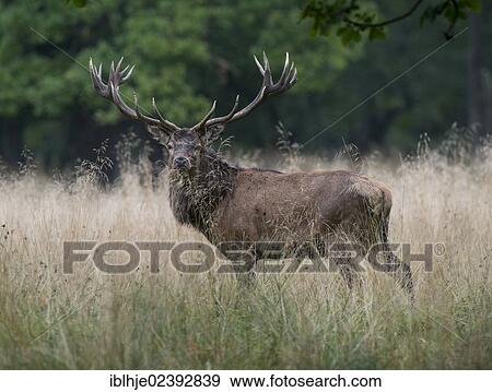 Stock Photo - "Red Deer (Cervus elaphus), Texel, The Netherlands, Europe". Fotosearch