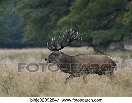"Red Deer (Cervus elaphus), Texel, The Netherlands, Europe" View Large Photo Image Stock Photo - "Red Deer (Cervus elaphus), Texel, The Netherlands, Europe". Fotosearch