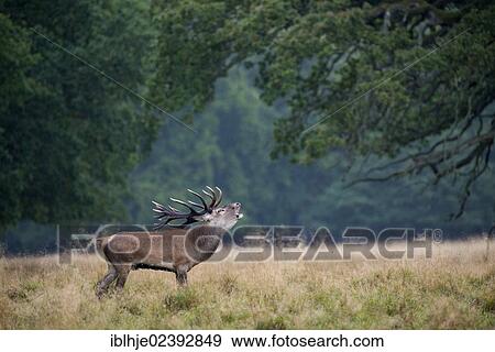 Stock Photo - "Red Deer (Cervus elaphus), Texel, The Netherlands, Europe". Fotosearch