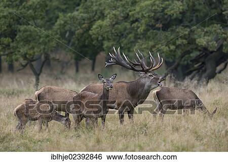 "Red Deer (Cervus elaphus), Texel, The Netherlands, Europe" View Large Photo Image Stock Photograph - "Red Deer (Cervus elaphus), Texel, The Netherlands, Europe". Fotosearch
