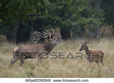 Stock Photography - "Red Deer (Cervus elaphus), Texel, The Netherlands, Europe". Fotosearch