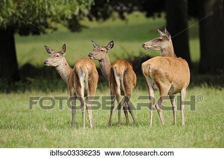 "Red deer (Cervus elaphus), three hinds, captive, Bavaria, Germany, Europe" View Large Photo Image Stock Photography - "Red deer (Cervus elaphus), three hinds, captive, Bavaria, Germany, Europe". Fotosearch