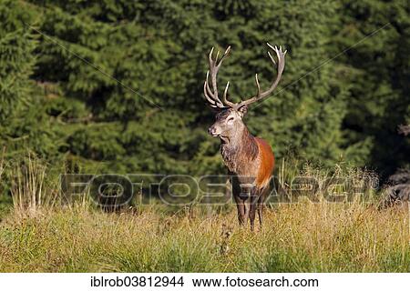 Picture - "Red Deer (Cervus elaphus), Thuringian Forest, Thuringia, Germany, Europe". Fotosearch