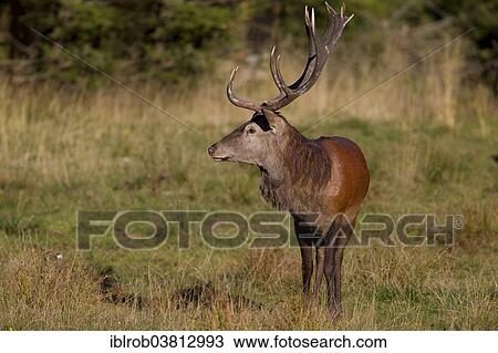 "Red Deer (Cervus elaphus), Thuringian Forest, Thuringia, Germany, Europe" View Large Photo Image Stock Image - "Red Deer (Cervus elaphus), Thuringian Forest, Thuringia, Germany, Europe". Fotosearch