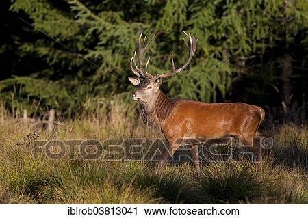 "Red Deer (Cervus elaphus), Thuringian Forest, Thuringia, Germany, Europe" View Large Photo Image Stock Image - "Red Deer (Cervus elaphus), Thuringian Forest, Thuringia, Germany, Europe". Fotosearch
