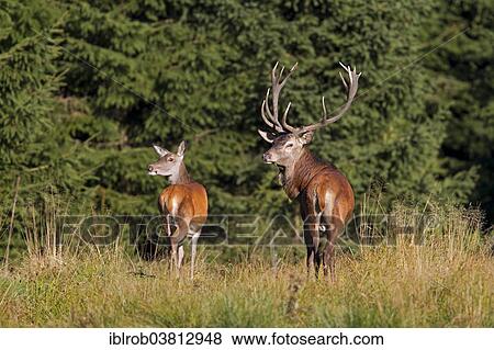 "Red deer (Cervus elaphus), Thuringian Forest, Thuringia, Germany, Europe" View Large Photo Image Stock Photo - "Red deer (Cervus elaphus), Thuringian Forest, Thuringia, Germany, Europe". Fotosearch