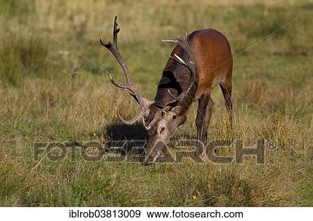 "Red Deer (Cervus elaphus), Thuringian Forest, Thuringia, Germany, Europe" View Large Photo Image Stock Photo - "Red Deer (Cervus elaphus), Thuringian Forest, Thuringia, Germany, Europe". Fotosearch