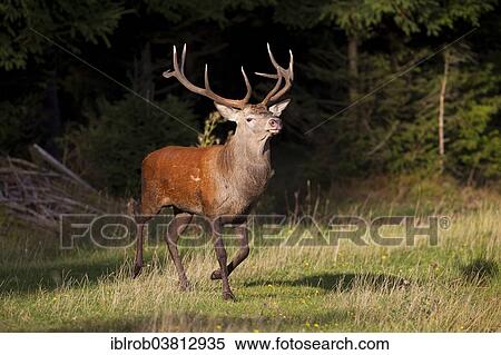 "Red Deer (Cervus elaphus), Thuringian Forest, Thuringia, Germany, Europe" View Large Photo Image Stock Photography - "Red Deer (Cervus elaphus), Thuringian Forest, Thuringia, Germany, Europe". Fotosearch