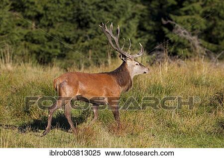 "Red Deer (Cervus elaphus), Thuringian Forest, Thuringia, Germany, Europe" View Large Photo Image Stock Photography - "Red Deer (Cervus elaphus), Thuringian Forest, Thuringia, Germany, Europe". Fotosearch