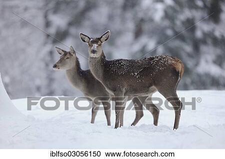 "Red Deer (Cervus elaphus), two hind standing in the snow, Lower Saxony, Germany, Europe" View Large Photo Image Stock Image - "Red Deer (Cervus elaphus), two hind standing in the snow, Lower Saxony, Germany, Europe". Fotosearch