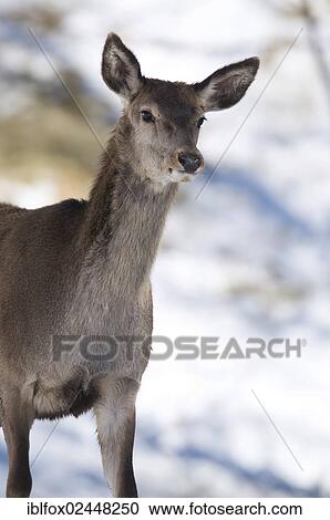 "Red Deer (Cervus elaphus), Tyrol, Austria, Europe" View Large Photo Image Stock Image - "Red Deer (Cervus elaphus), Tyrol, Austria, Europe". Fotosearch