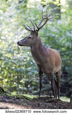 Stock Image - "Red Deer (Cervus elaphus), Wildpark Vulkaneifel wildlife park, Rhineland-Palatinate, Germany, Europe". Fotosearch