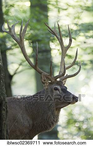 "Red Deer (Cervus elaphus), Wildpark Vulkaneifel wildlife park, Rhineland-Palatinate, Germany, Europe" View Large Photo Image Stock Image - "Red Deer (Cervus elaphus), Wildpark Vulkaneifel wildlife park, Rhineland-Palatinate, Germany, Europe". Fotosearch