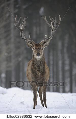 "Red Deer (Cervus elaphus), with its winter coat in the snow, state game reserve, Lower Saxony, Germany, Europe" View Large Photo Image Stock Image - "Red Deer (Cervus elaphus), with its winter coat in the snow, state game reserve, Lower Saxony, Germany, Europe". Fotosearch