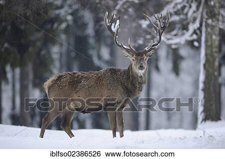 "Red Deer (Cervus elaphus), with its winter coat in the snow, state game reserve, Lower Saxony, Germany, Europe" View Large Photo Image Stock Photograph - "Red Deer (Cervus elaphus), with its winter coat in the snow, state game reserve, Lower Saxony, Germany, Europe". Fotosearch