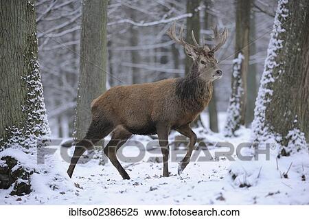 "Red Deer (Cervus elaphus), with its winter coat in the snow, state game reserve, Lower Saxony, Germany, Europe" View Large Photo Image Stock Photography - "Red Deer (Cervus elaphus), with its winter coat in the snow, state game reserve, Lower Saxony, Germany, Europe". Fotosearch