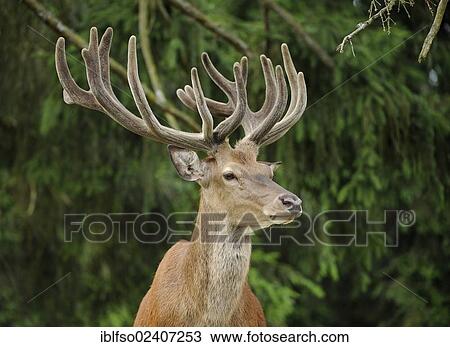 "Red Deer (Cervus elaphus) with velvet antlers, state game reserve, Lower Saxony, Germany, Europe" View Large Photo Image Stock Image - "Red Deer (Cervus elaphus) with velvet antlers, state game reserve, Lower Saxony, Germany, Europe". Fotosearch