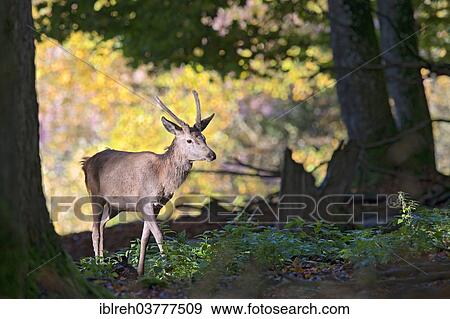 "Red Deer (Cervus elaphus), young male, outdoor enclosure, Bavarian Forest National Park, Bavaria, Germany, Europe" View Large Photo Image Stock Photo - "Red Deer (Cervus elaphus), young male, outdoor enclosure, Bavarian Forest National Park, Bavaria, Germany, Europe". Fotosearch