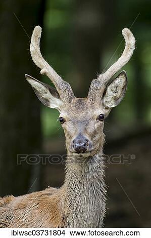 "Red deer (Cervus elaphus), young stag in the forest, portrait, Wildpark Daun, Daun, Vulkan Eifel, Eifel, Rhineland-Palatinate, Germany, Europe" View Large Photo Image Picture - "Red deer (Cervus elaphus), young stag in the forest, portrait, Wildpark Daun, Daun, Vulkan Eifel, Eifel, Rhineland-Palatinate, Germany, Europe". Fotosearch