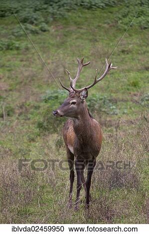 "Red Deer (Cervus elaphus), young stag, Sauerland, Arnsberger Wald, North Rhine-Westphalia, Germany, Europe" View Large Photo Image Stock Image - "Red Deer (Cervus elaphus), young stag, Sauerland, Arnsberger Wald, North Rhine-Westphalia, Germany, Europe". Fotosearch