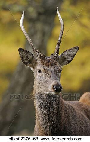 "Red Deer (Cervus elaphus), young stag, portrait, captive, Lower Saxony, Germany, Europe, PublicGround, Europe" View Large Photo Image Stock Photo - "Red Deer (Cervus elaphus), young stag, portrait, captive, Lower Saxony, Germany, Europe, PublicGround, Europe". Fotosearch