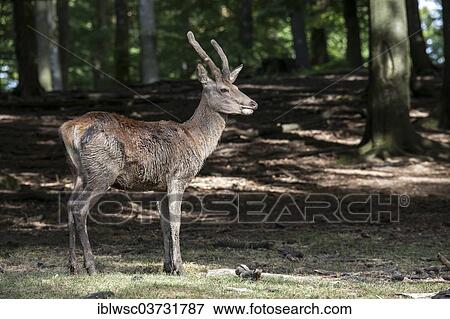 "Red deer (Cervus elaphus), young stag standing in the woods, Wildpark Daun, Daun, Vulkan Eifel, Eifel, Rhineland-Palatinate, Germany, Europe" View Large Photo Image Stock Photo - "Red deer (Cervus elaphus), young stag standing in the woods, Wildpark Daun, Daun, Vulkan Eifel, Eifel, Rhineland-Palatinate, Germany, Europe". Fotosearch