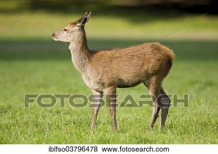 "Red Deer (Cervus elaphus), young animal, calf standing in a meadow, captive, Bavaria, Germany, Europe" View Large Photo Image Stock Photo - "Red Deer (Cervus elaphus), young animal, calf standing in a meadow, captive, Bavaria, Germany, Europe". Fotosearch