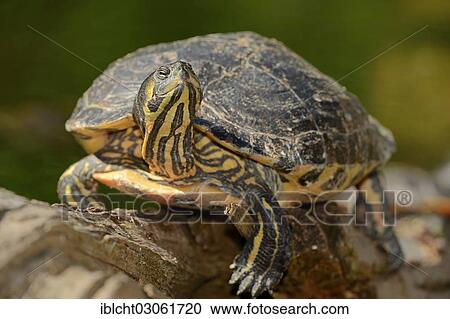 "Red-eared Slider (Trachemys scripta elegans, Pseudemys scripta elegans), native to North America, introduced in Europe, captive, North Rhine-Westphalia, Germany, Europe" View Large Photo Image Stock Image - "Red-eared Slider (Trachemys scripta elegans, Pseudemys scripta elegans), native to North America, introduced in Europe, captive, North Rhine-Westphalia, Germany, Europe". Fotosearch