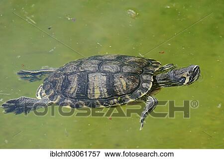 "Red-eared Slider (Trachemys scripta elegans, Pseudemys scripta elegans), native to North America, introduced in Europe, captive, North Rhine-Westphalia, Germany, Europe" View Large Photo Image Stock Photo - "Red-eared Slider (Trachemys scripta elegans, Pseudemys scripta elegans), native to North America, introduced in Europe, captive, North Rhine-Westphalia, Germany, Europe". Fotosearch