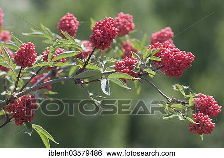 "Red Elderberry (Sambucus racemosa), Nida, Curonian Spit, KlaipÄ—da County, Lithuania, Europe" View Large Photo Image Stock Photograph - "Red Elderberry (Sambucus racemosa), Nida, Curonian Spit, KlaipÄ—da County, Lithuania, Europe". Fotosearch