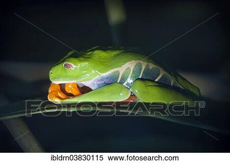 "Red-eyed Tree Frog (Agalychnis callidryas), Puntarenas province, Costa Rica, North America" View Large Photo Image Stock Photography - "Red-eyed Tree Frog (Agalychnis callidryas), Puntarenas province, Costa Rica, North America". Fotosearch