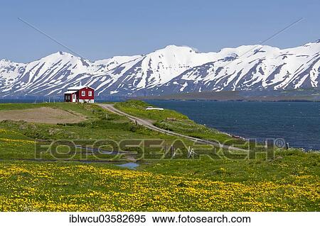 "Red farmhouse on a lush green meadow with yellow flowers on the Etjafjordur fjord north of Akureyri, snow-capped mountains at the back, Iceland, Europe" View Large Photo Image Stock Photography - "Red farmhouse on a lush green meadow with yellow flowers on the Etjafjordur fjord north of Akureyri, snow-capped mountains at the back, Iceland, Europe". Fotosearch