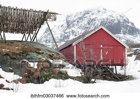 "Red fishing hut with a drying rack for stockfish in winter, A, Lofoten, Nordland, Northern Norway, Norway, Europe" View Large Photo Image Stock Photograph - "Red fishing hut with a drying rack for stockfish in winter, A, Lofoten, Nordland, Northern Norway, Norway, Europe". Fotosearch