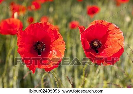 "Red flowering Corn poppies (Papaver rhoeas), Coswig, Saxony, Germany, Europe" View Large Photo Image Stock Photography - "Red flowering Corn poppies (Papaver rhoeas), Coswig, Saxony, Germany, Europe". Fotosearch
