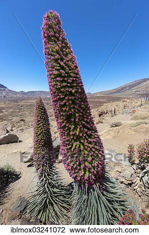 "Red flowering Tower of Jewels or Red Bugloss (Echium wildpretii), UNESCO World Natural Heritage Site, Teide-National Park, Playa De Los Cristianos, Tenerife, Canary Islands, Spain, Europe" View Large Photo Image Stock Image - "Red flowering Tower of Jewels or Red Bugloss (Echium wildpretii), UNESCO World Natural Heritage Site, Teide-National Park, Playa De Los Cristianos, Tenerife, Canary Islands, Spain, Europe". Fotosearch