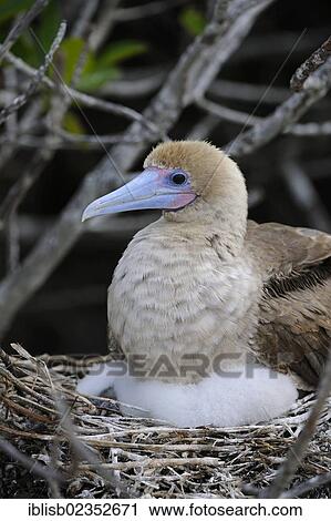 "Red-footed Booby (Sula sula), with brown plumage, with a chick in a nest, Genovesa Island, Galapagos Islands, UNESCO World Natural Heritage Site, Ecuador, South America" View Large Photo Image Stock Image - "Red-footed Booby (Sula sula), with brown plumage, with a chick in a nest, Genovesa Island, Galapagos Islands, UNESCO World Natural Heritage Site, Ecuador, South America". Fotosearch