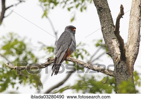 "Red-footed Falcon (Falco vespertinus), male perched on a branch, Kiskunsagi Nemzeti Park, Kiskunsag National Park, Nagyallas, Nemzeti National-Park, Hungary, Europe" View Large Photo Image Stock Image - "Red-footed Falcon (Falco vespertinus), male perched on a branch, Kiskunsagi Nemzeti Park, Kiskunsag National Park, Nagyallas, Nemzeti National-Park, Hungary, Europe". Fotosearch