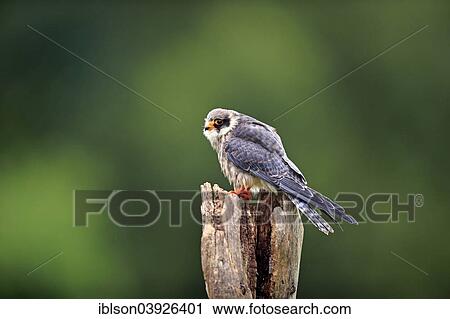 Stock Image - "Red-footed Falcon (Falco vespertinus), adult, on perch, Eifel, Germany, Europe". Fotosearch