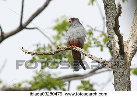 "Red-footed Falcon (Falco vespertinus), male perched on a branch, Kiskunsagi Nemzeti Park, Kiskunsag National Park, Nagyallas, Nemzeti National-Park, Hungary, Europe" View Large Photo Image Stock Photo - "Red-footed Falcon (Falco vespertinus), male perched on a branch, Kiskunsagi Nemzeti Park, Kiskunsag National Park, Nagyallas, Nemzeti National-Park, Hungary, Europe". Fotosearch