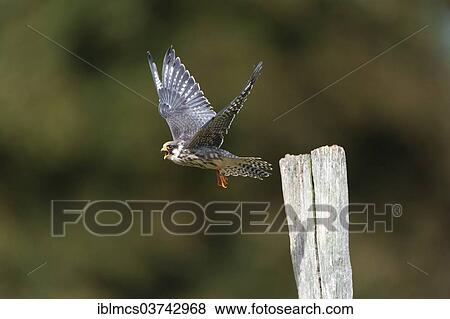 "Red-footed Falcon (Falco vespertinus), young bird, captive, Wildpark Neuhaus, Neuhaus im Solling, Lower Saxony, Germany, Europe" View Large Photo Image Stock Photo - "Red-footed Falcon (Falco vespertinus), young bird, captive, Wildpark Neuhaus, Neuhaus im Solling, Lower Saxony, Germany, Europe". Fotosearch