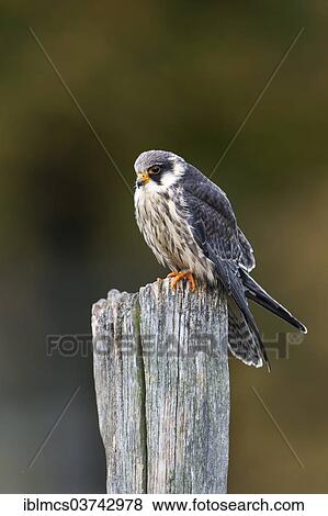 "Red-footed Falcon (Falco vespertinus), young bird, captive, Wildpark Neuhaus, Neuhaus im Solling, Lower Saxony, Germany, Europe" View Large Photo Image Stock Photo - "Red-footed Falcon (Falco vespertinus), young bird, captive, Wildpark Neuhaus, Neuhaus im Solling, Lower Saxony, Germany, Europe". Fotosearch