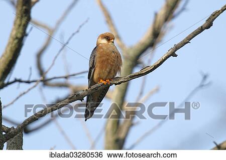 "Red-footed Falcon (Falco vespertinus), female perched on a branch, Kiskunsagi Nemzeti Park, Kiskunsag National Park, Nagyallas, Nemzeti National-Park, Hungary, Europe" View Large Photo Image Stock Photograph - "Red-footed Falcon (Falco vespertinus), female perched on a branch, Kiskunsagi Nemzeti Park, Kiskunsag National Park, Nagyallas, Nemzeti National-Park, Hungary, Europe". Fotosearch